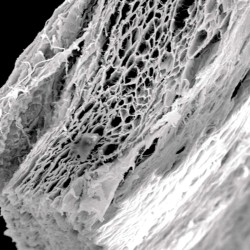 JASON MEMBRANE 20 X 30 mm