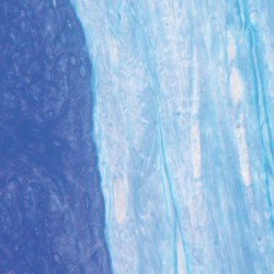 JASON MEMBRANE 20 X 30 mm